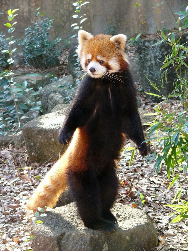 Animal Image